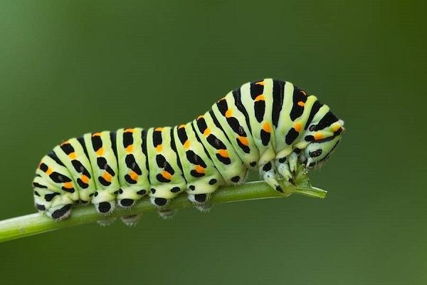 striped caterpillar