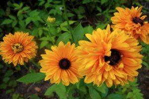 Descripción de variedades de rudbeckia perenne, plantación y cuidado en campo abierto.