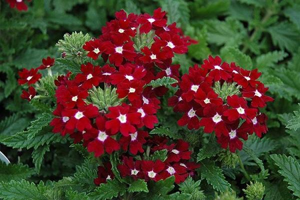 annual verbena