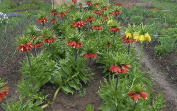 Gélinotte dans le jardin