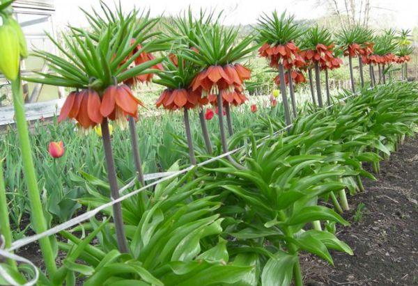 Gélinotte dans le jardin