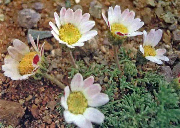 chamomile in the ground