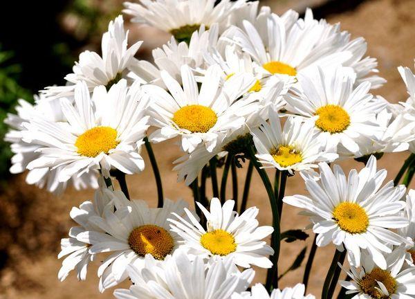 White daisies