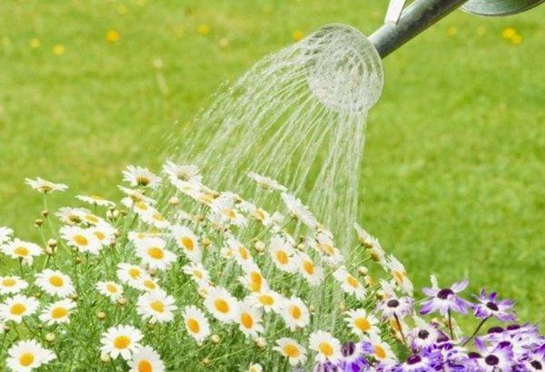 watering chamomile