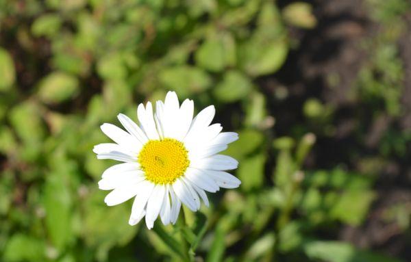 Pinching chamomile