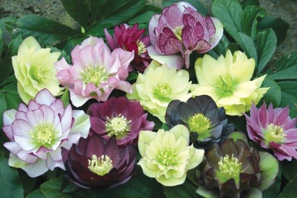 fleurs dans un parterre de fleurs