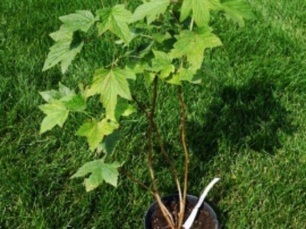 planting currants