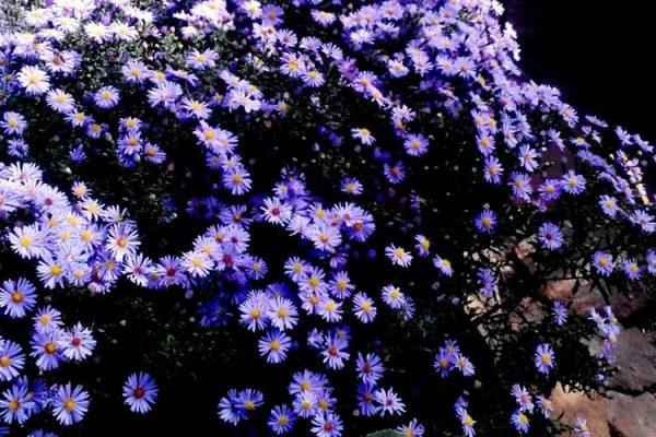 Buisson de Santbrinka dans un parterre de fleurs