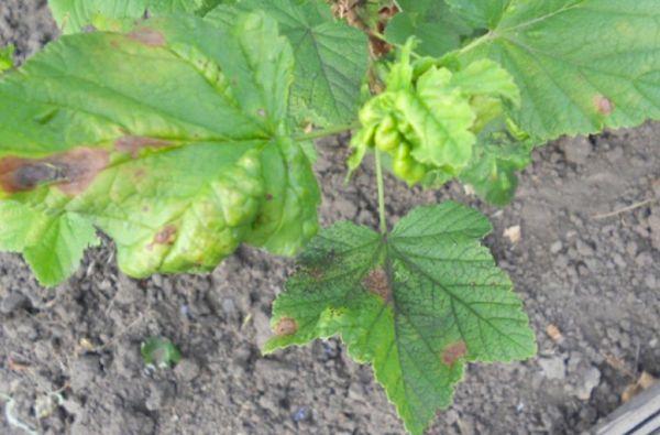 currant bush