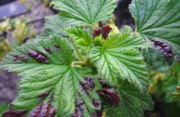 Currant bushes