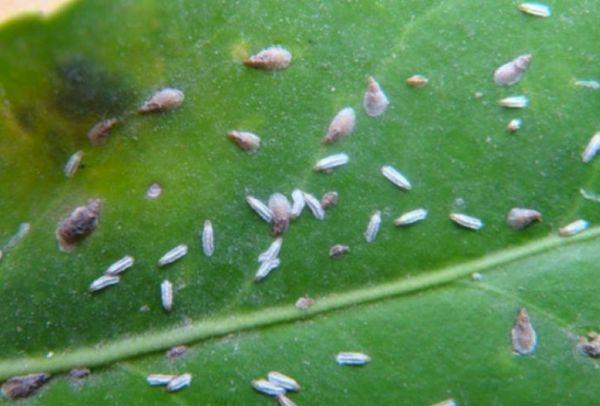 leaf pests