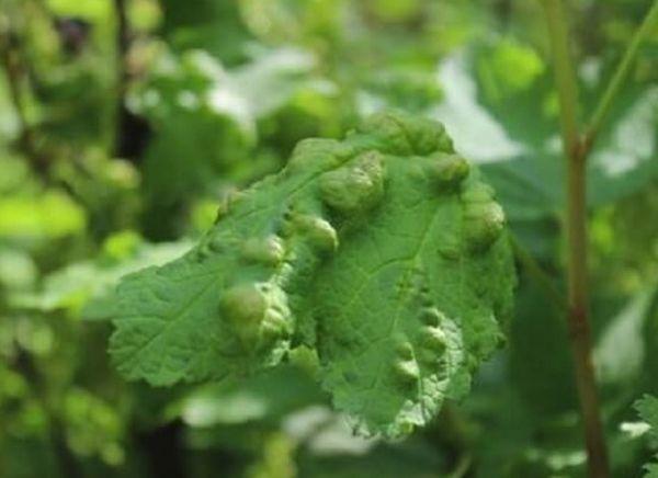 currant leaves