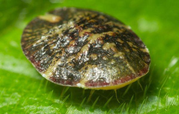 cochenille insecte ravageur