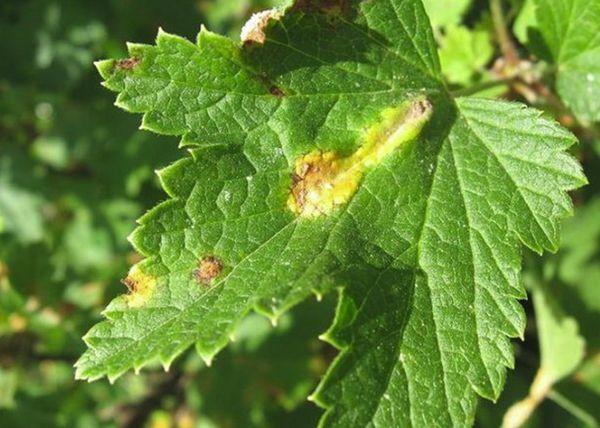 Currant leaf