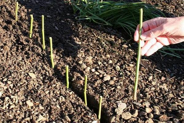 planting seedlings