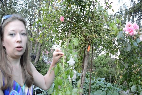 chica con una rosa