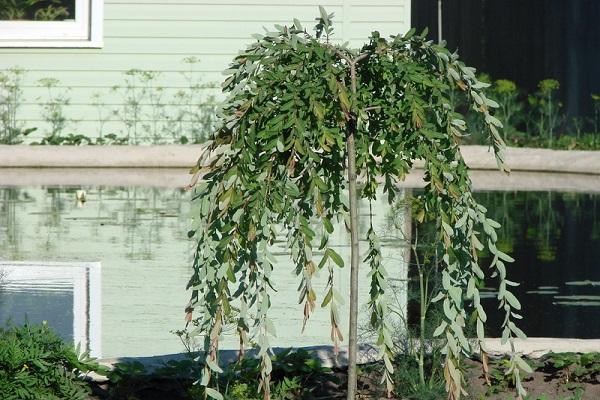 weeping willow