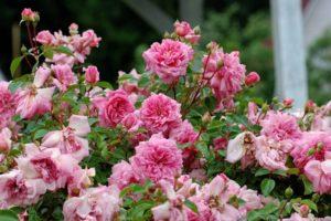 Description of varieties of standard roses, planting and care in the open field