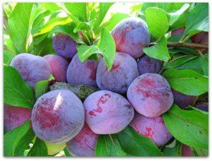 Description of the Eurasia plum variety, cultivation and care, pollinators