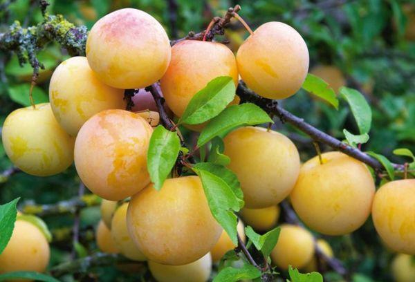 yellow plum