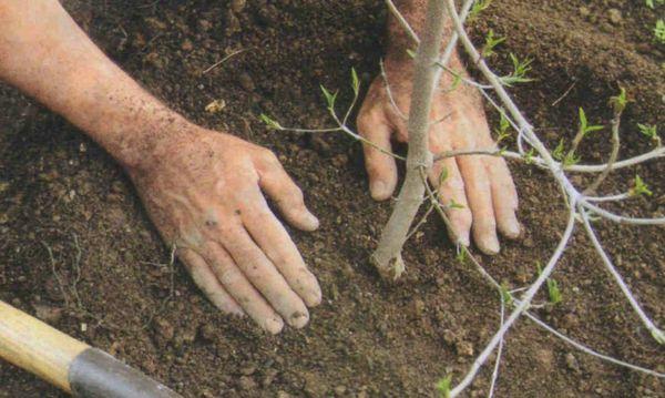 planting plum