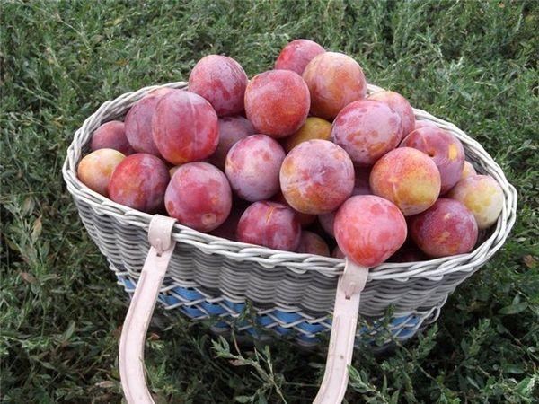 basket with cherry plum