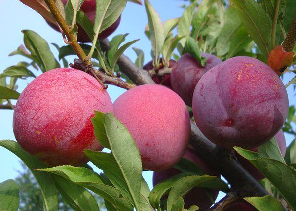 branche avec prune cerise