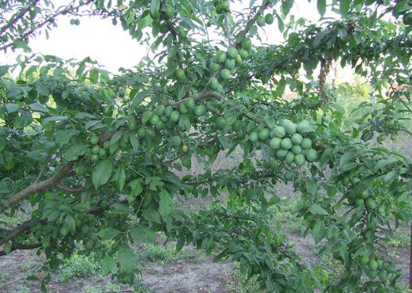 árbol en el sitio