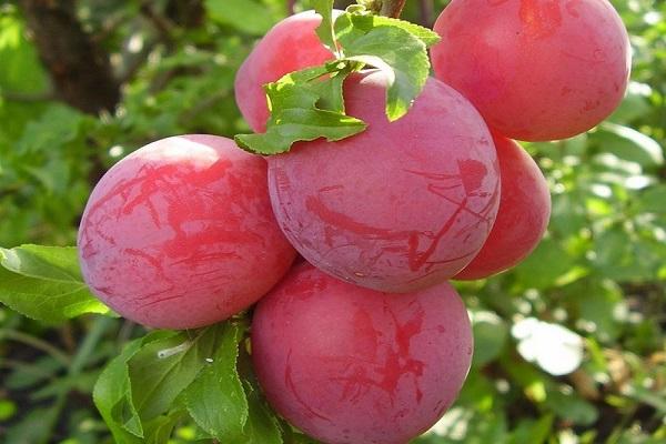 rouge à maturation précoce