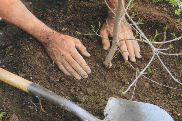 plantar en el suelo