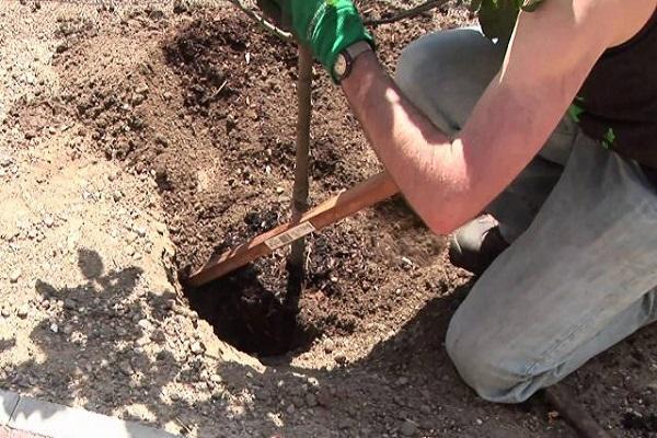 planting cherries