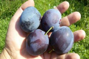 Description of the plum variety Smolinka, planting and care, watering and pruning the tree