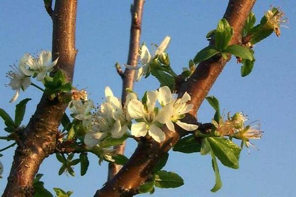 flores de arbol