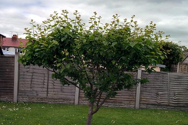 spring pruning