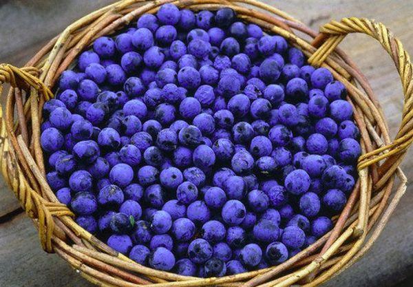 Basket with plums