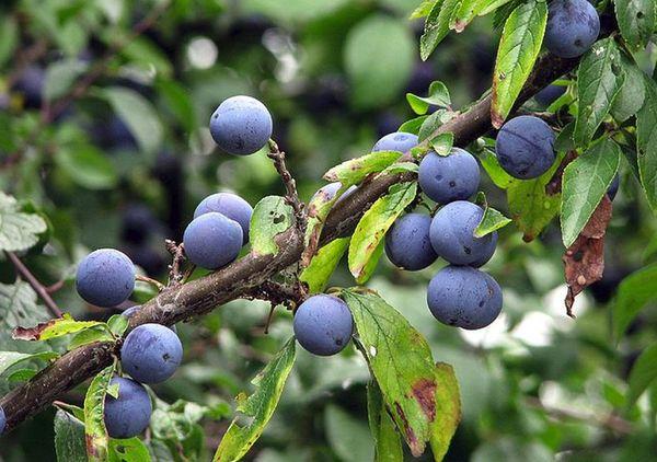 Prunes sur les branches