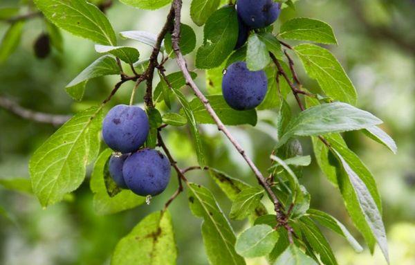 Branches with fruits