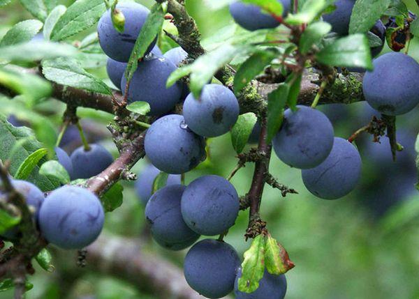 Plum fruit