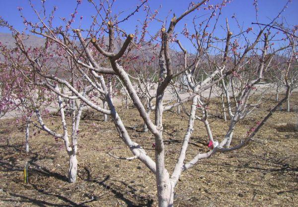 Plum wintering