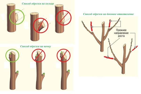 Pruning plum