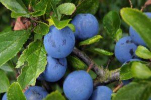 Description of the plum variety Volzhskaya krasavitsa, cultivation and care