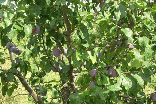 plante d'été