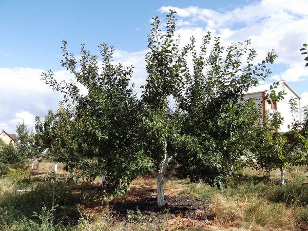 Plum tree