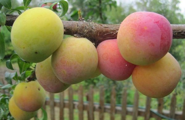 Branch with plums