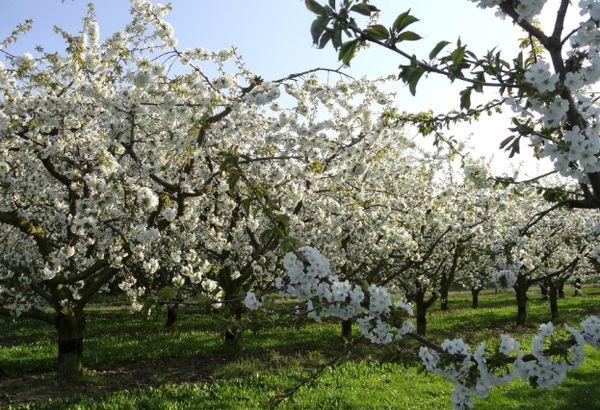 Plum blossom