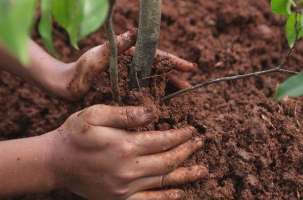 planting plum