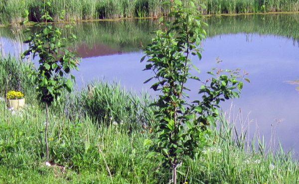 Plum seedlings