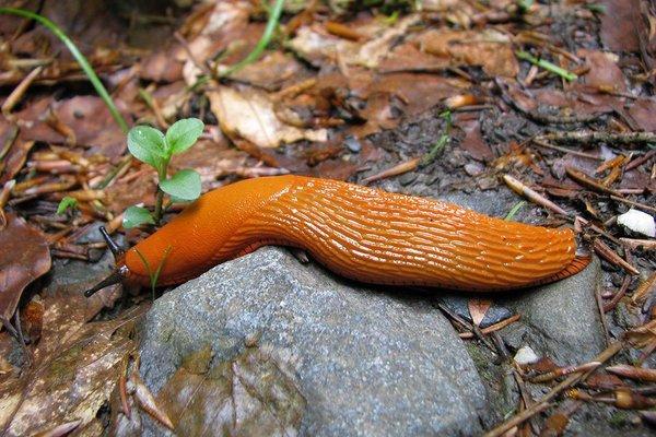 flower slug