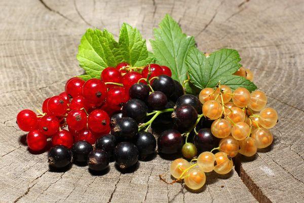 Currants of different varieties