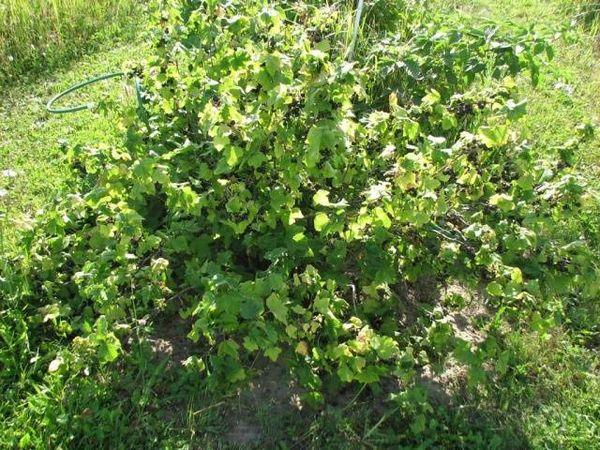 currant bush